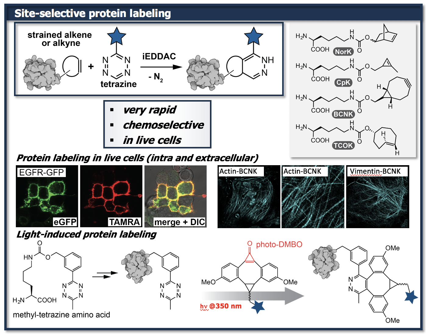 Bioorthogonal Reactions – KLang Lab | Chemical Biology | ETH Zurich